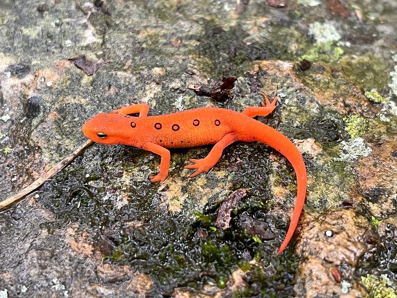 A vibrant salamander blending into its environment