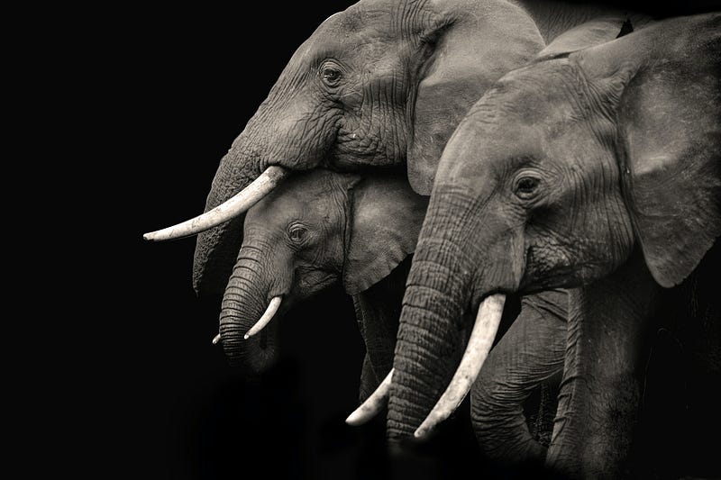 Female elephants forming a protective circle