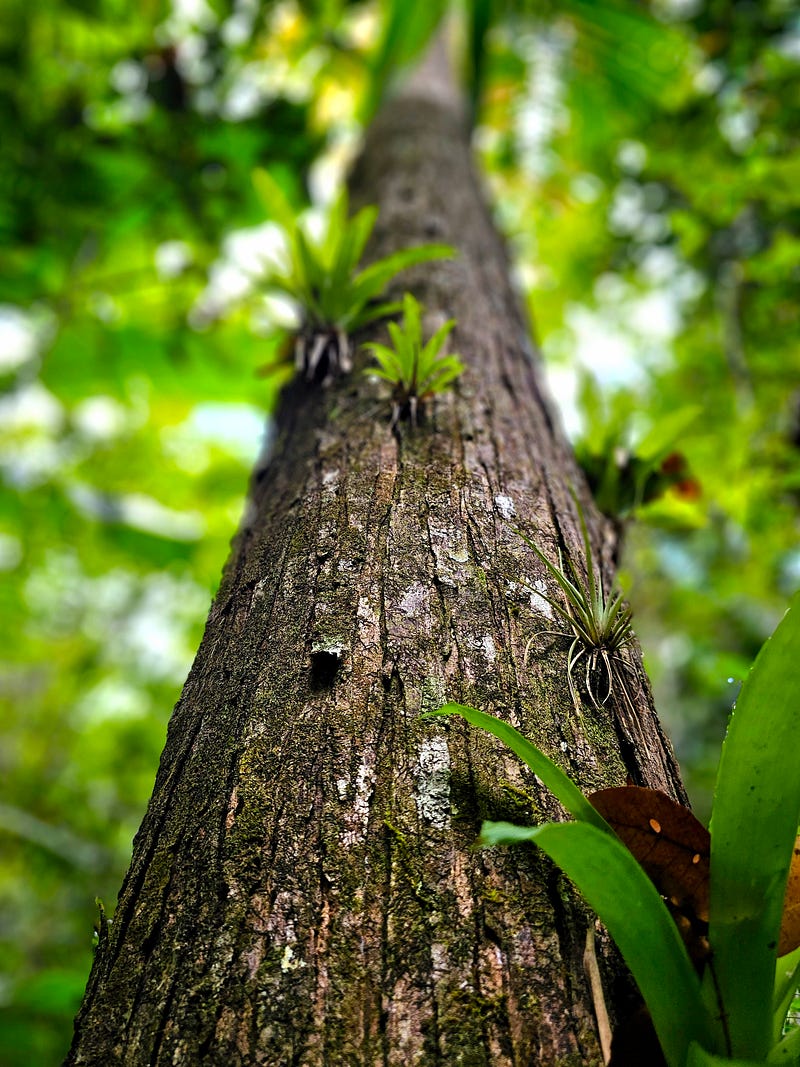 Blue Mahoe Tree