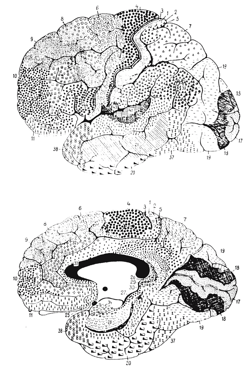 Brodmann Areas Illustration