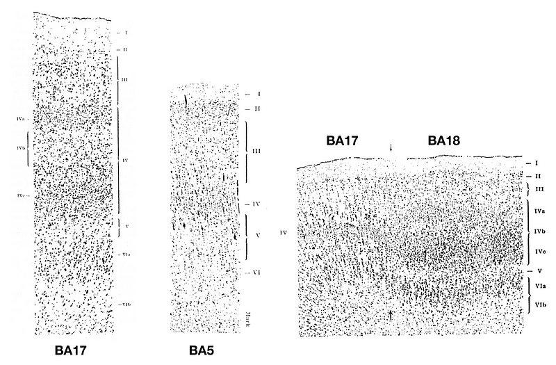 Cytoarchitecture Comparison