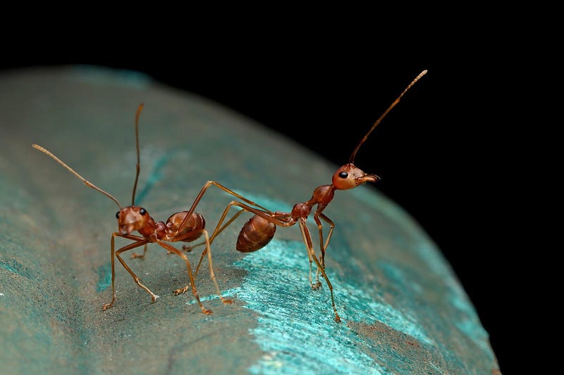 Ants detecting cancer through their incredible sense of smell.