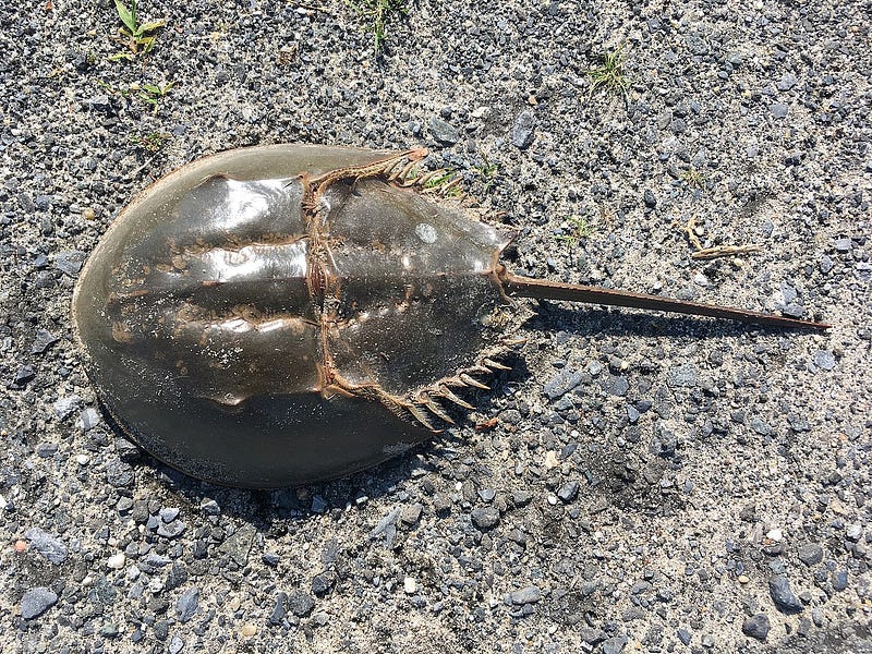 Atlantic horseshoe crab in its natural habitat