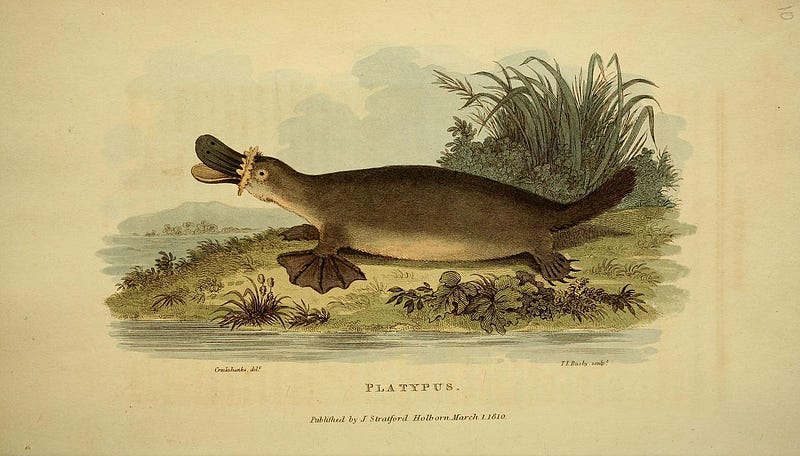 Artistic interpretation of a platypus reflecting on existence