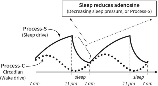 Circadian rhythm and sleep pressure overview