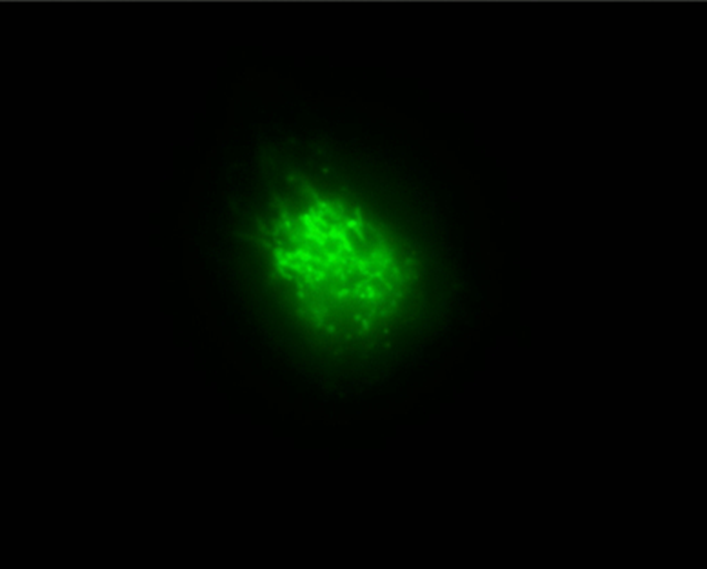 Illustration of cellular responses to magnetic fields