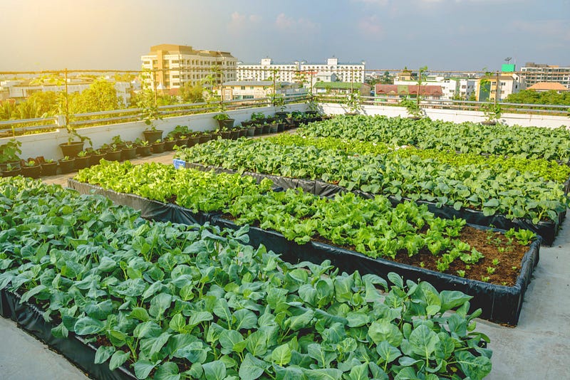 Urban Gardening on Rooftops