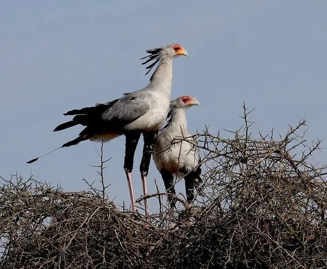 The secretary bird