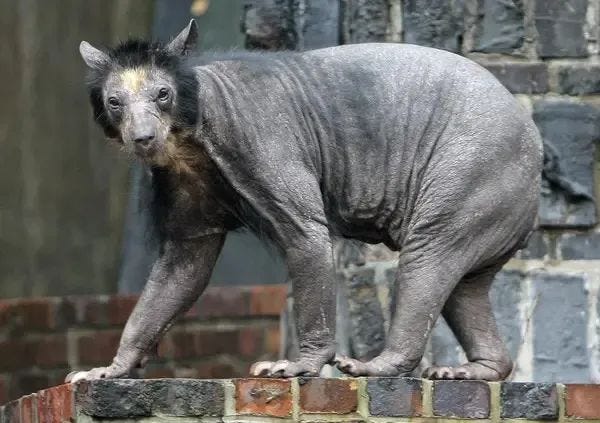 Hairless spectacled bear