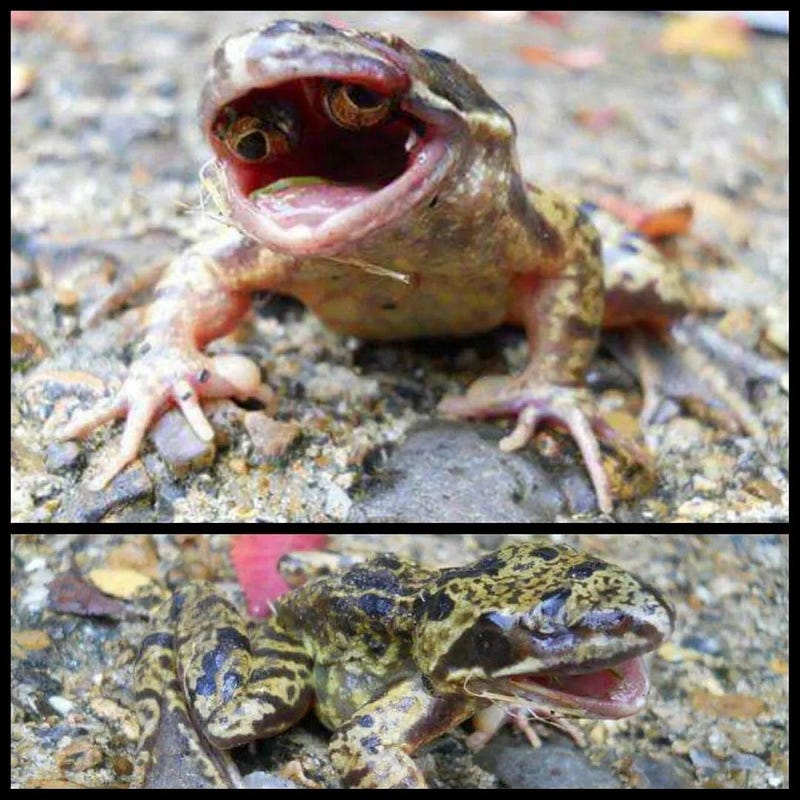 Frog with unusual eye placement