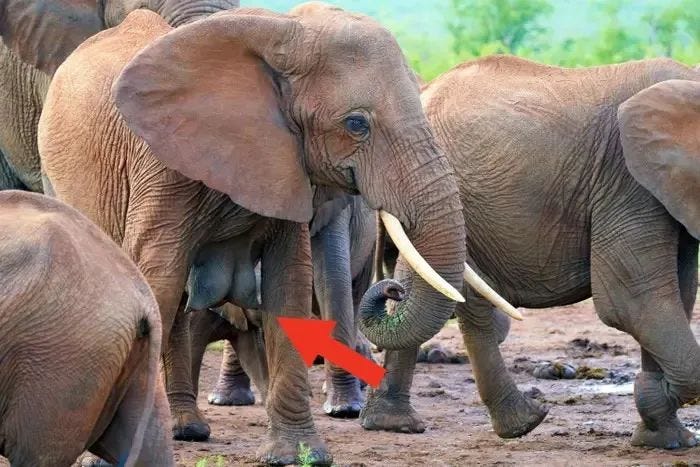 Lactating female elephant