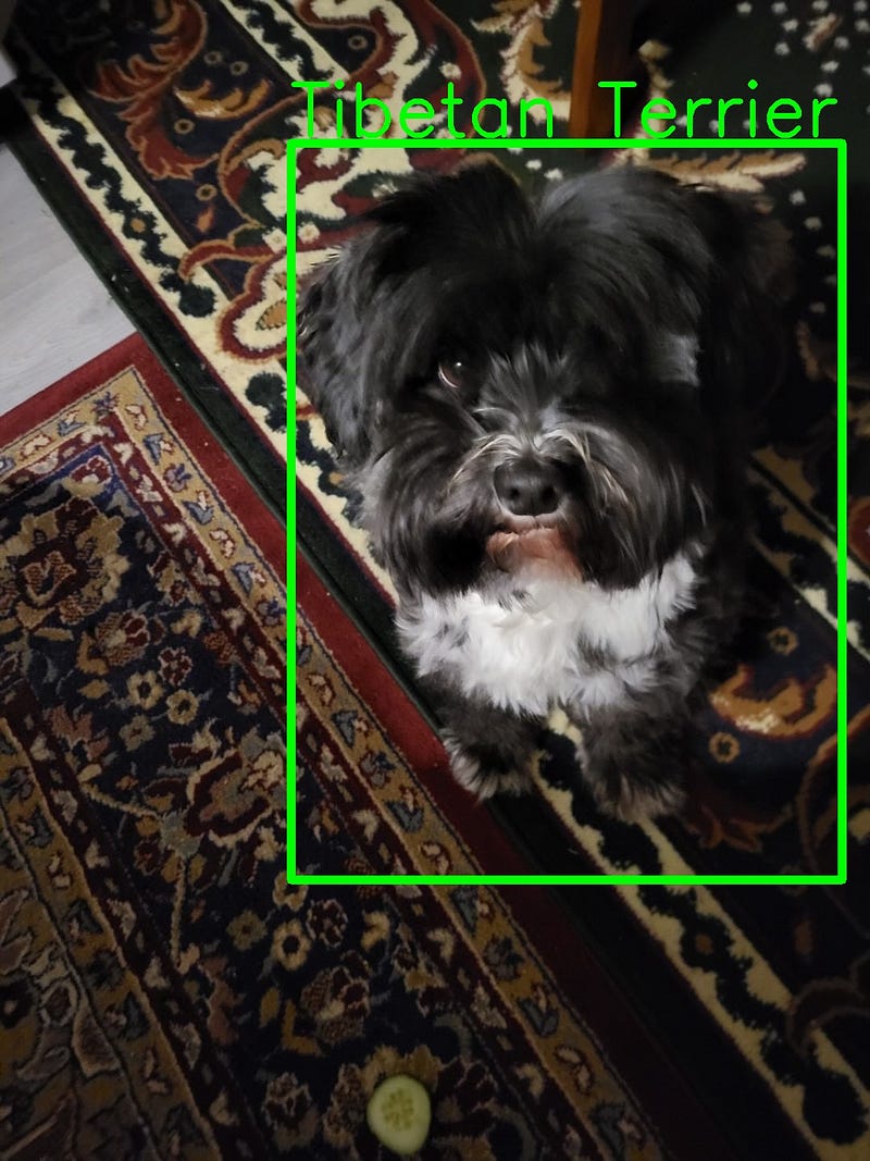 Result images showing dog detection success