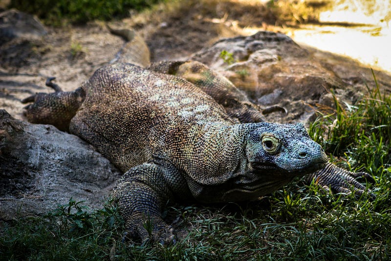 Komodo dragon in the wild