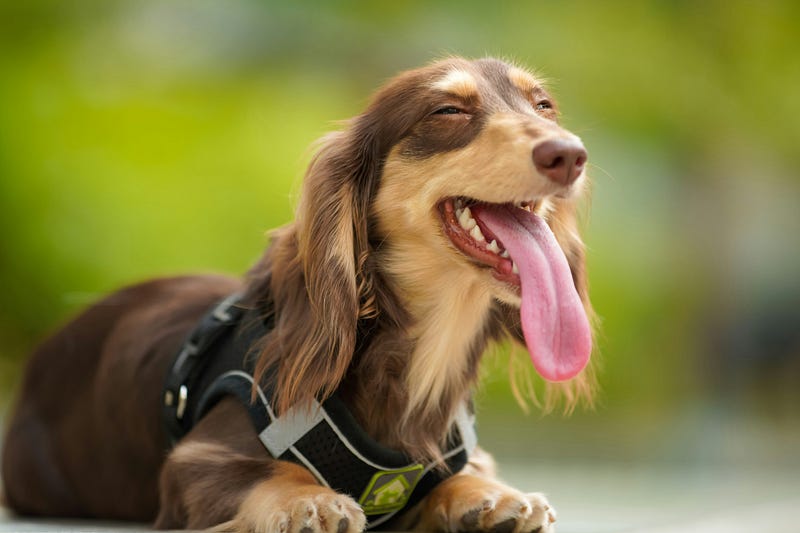 A curious dog evoking thoughts of classical conditioning.