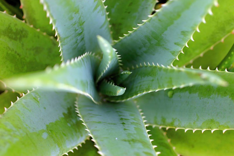 Aloe vera plant for skincare