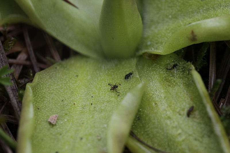 Carnivorous plants found in the Andes