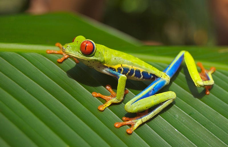 Amphibians are diverse and resilient creatures.