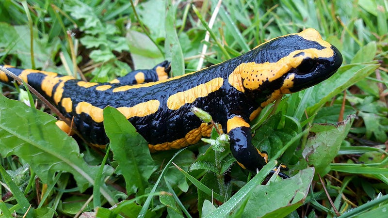 Amphibians exhibit unique traits for survival.