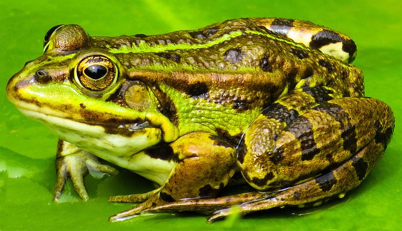 Amphibian anatomy and movement.