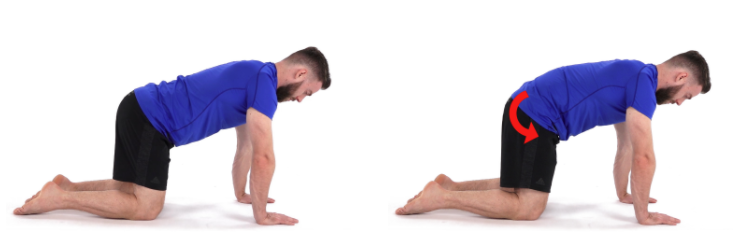 Quadruped Posterior Pelvic Tilt Exercise Demonstration