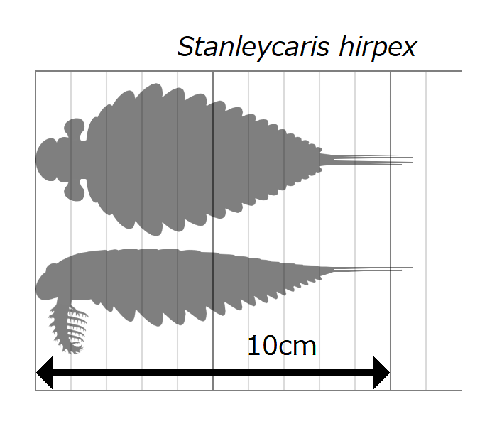 Fossil remains of Stanleycaris hirpex revealing nervous system.