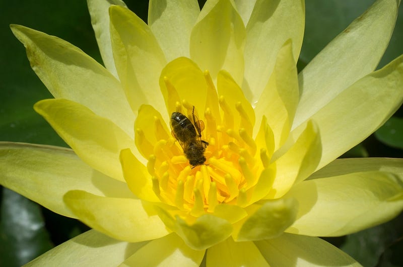 Pollinator on an invasive Mexican waterlily