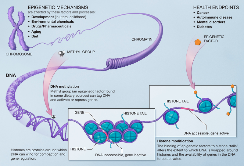 Epigenetic mechanisms related to obesity