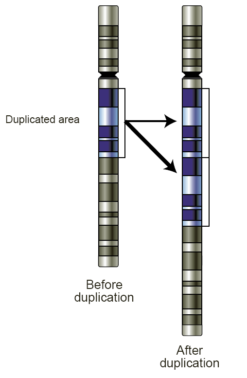 Diagram illustrating copy number variation in the genome