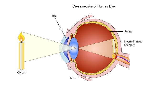 Convex lenses and vision