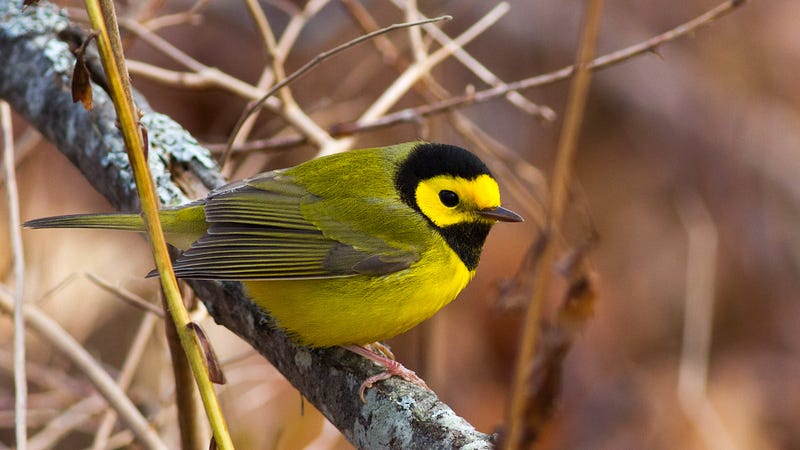 Hooded warbler displaying its distinctive tail patterns