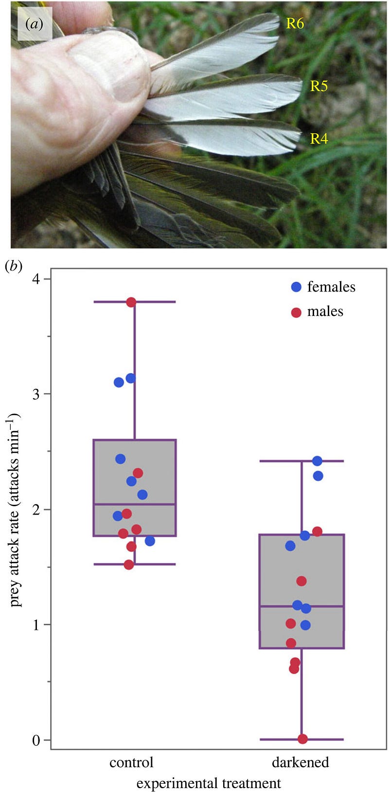 Graph showing the correlation between tail spot size and survival rates