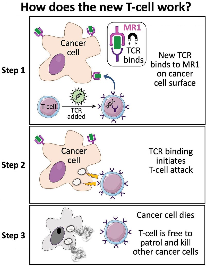 MR1-Mediated Cancer Cell Death