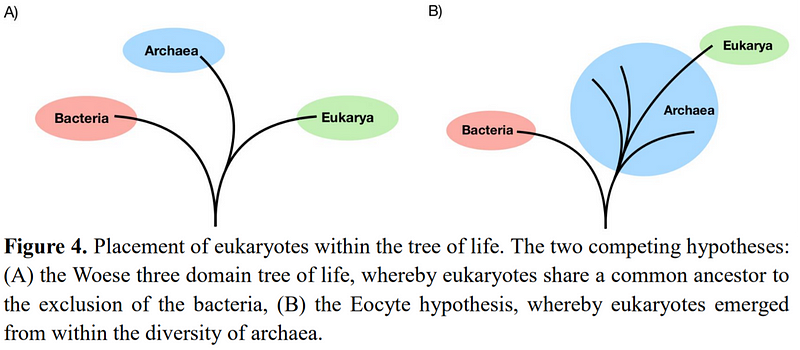 Diagram of the Three-Domain Tree of Life