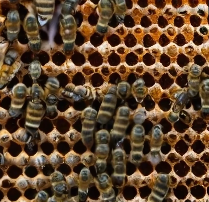 Sustainable materials for robotic hives