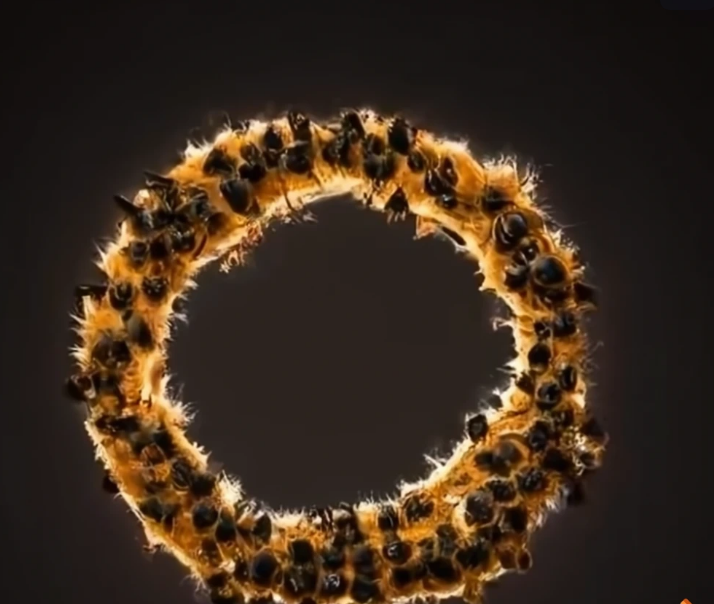 Robotic bee demonstrating waggle dance