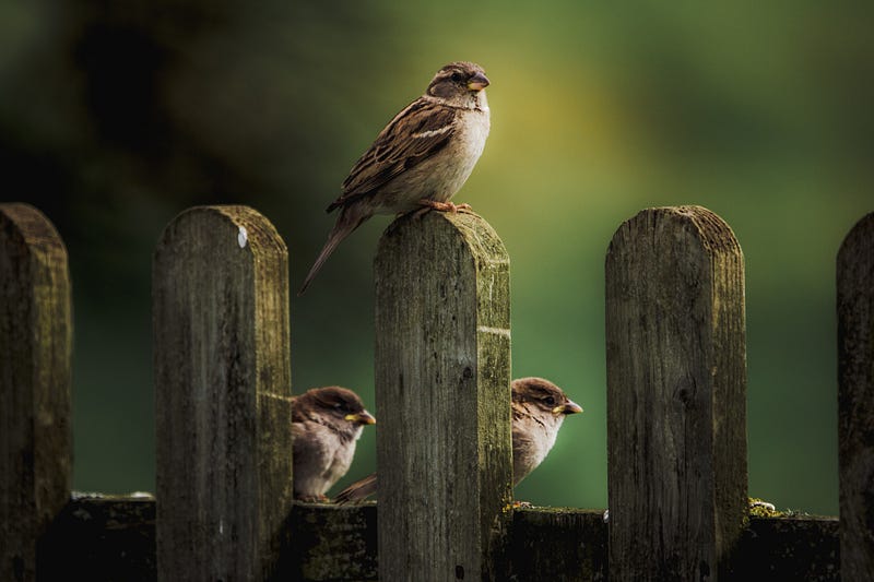 White-Throated Sparrows Singing