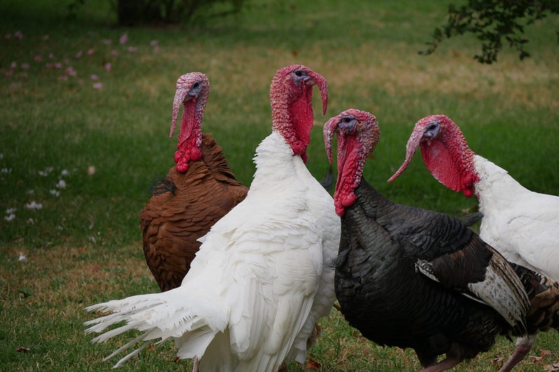 Turkeys displaying unique social behavior