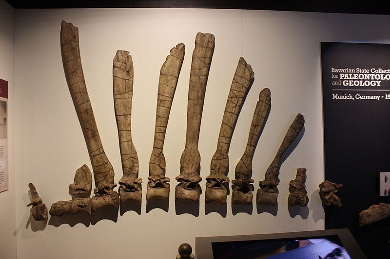 Fossils and remains of Spinosaurus